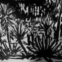 Desenho Burle Marx
