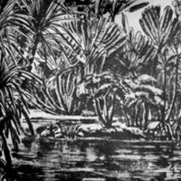 Desenho Burle Marx